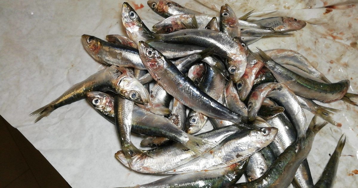 Cucinare sardine con la friggitrice ad aria